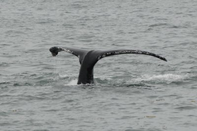 Whales 33.jpg