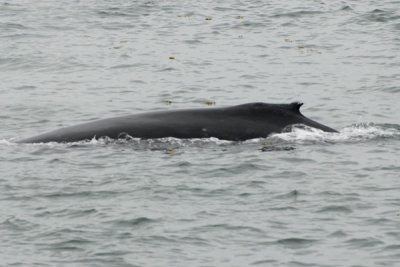 Whales 34.jpg