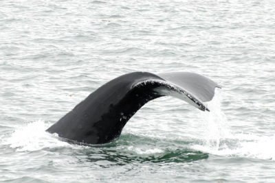 Whales 35.jpg