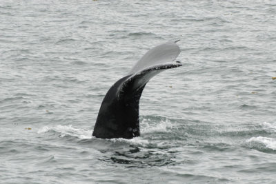 Whales 36.jpg