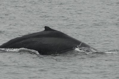 Whales 37.jpg