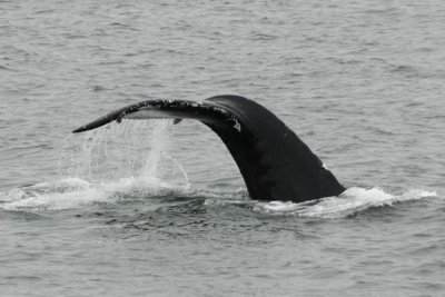 Whales 38.jpg