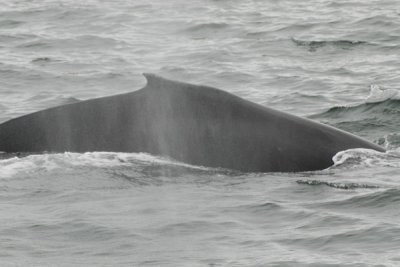Whales 39.jpg