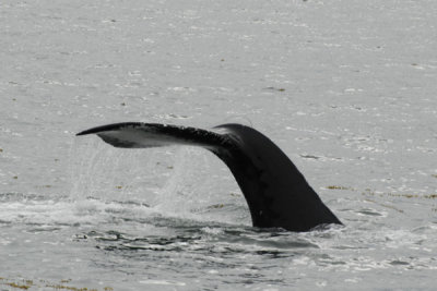 Whales 40.jpg