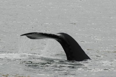 Whales 40.jpg