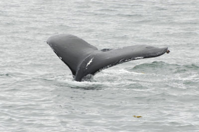 Whales 41.jpg