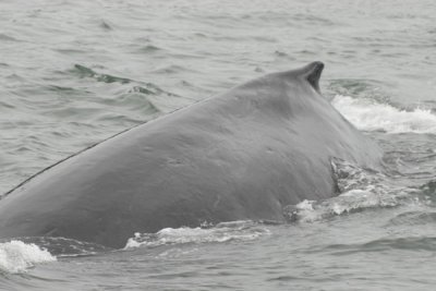 Whales 42.jpg