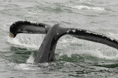 Whales 43.jpg