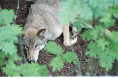 Wolf 01.jpg