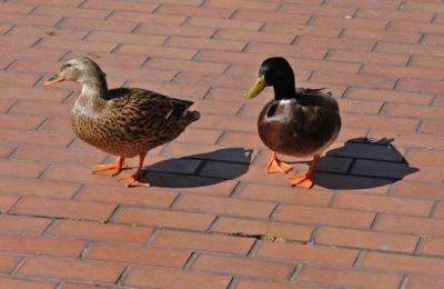 Ducks out of Water.jpg