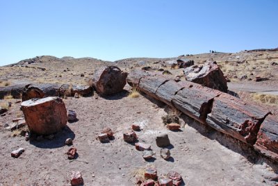 Petrified Forest 01.jpg