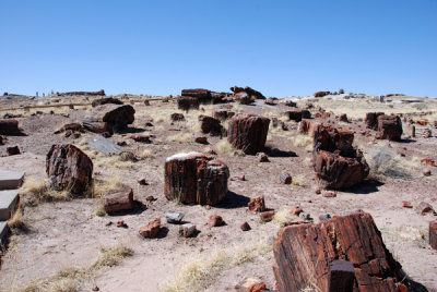 Petrified Forest 02.jpg