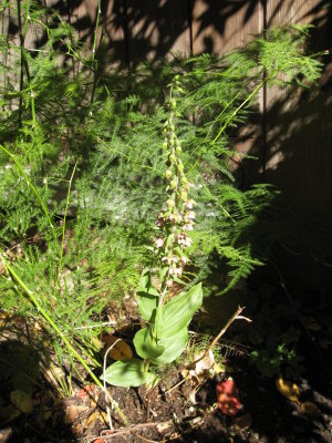 wild orchid
