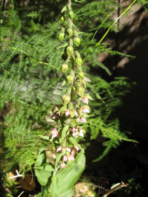 wild orchid