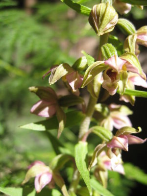 wild orchid