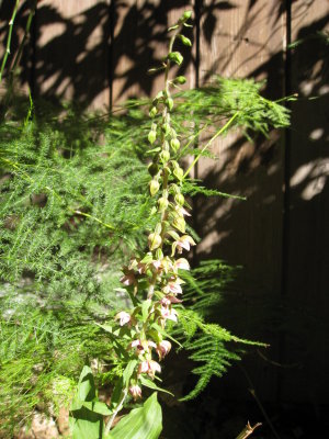 wild orchid