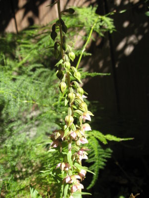 wild orchid