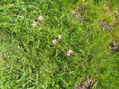 pink flowers in meadow