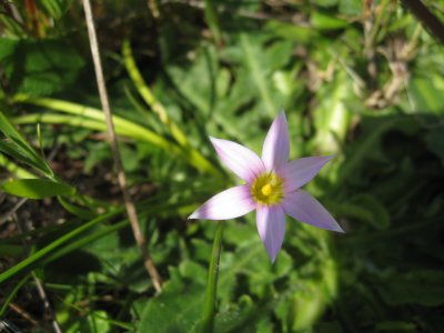 little pink flower