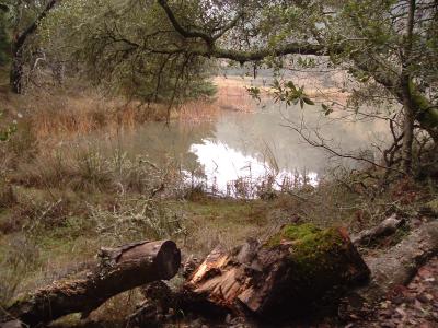 Lake Lagunitas