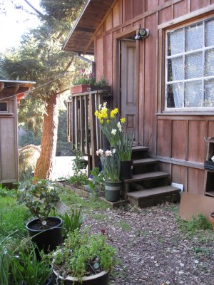 my back deck, with daffodils