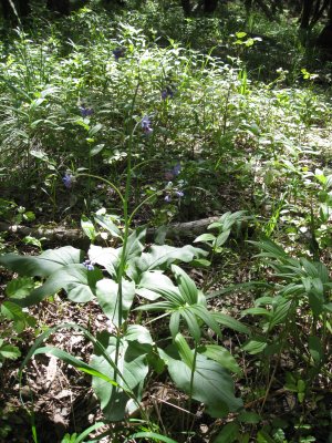borage