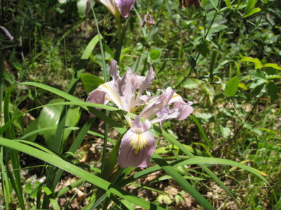 iris