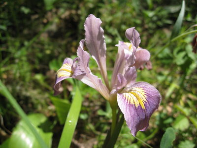 iris