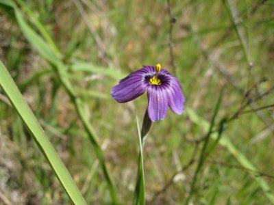 blue-eyed grass