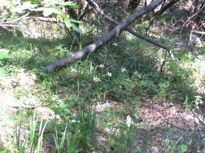 irises