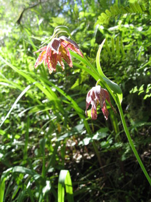 mission bells