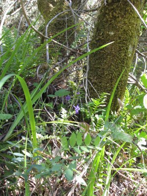 blue larkspur