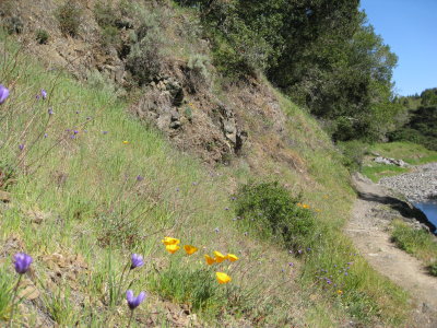poppies and brodeia