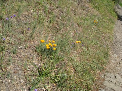 poppies