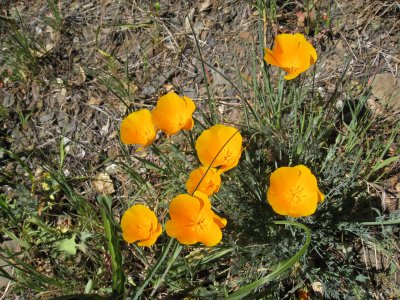 poppies