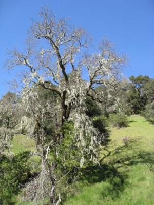 treebeard