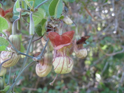 pipe vine