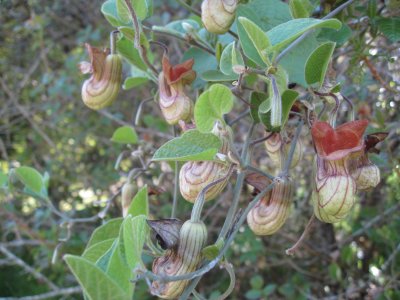 pipe vine