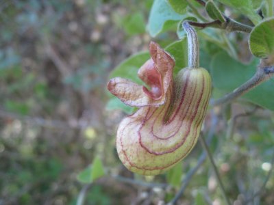 pipe vine