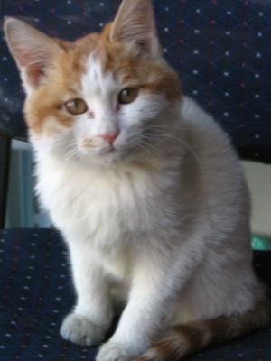 cat of Beijing