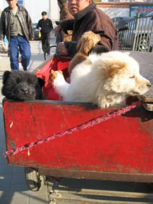 puppies for sale in Beijing