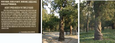 g3/16/394516/3/52929026.CypressTrees.jpg
