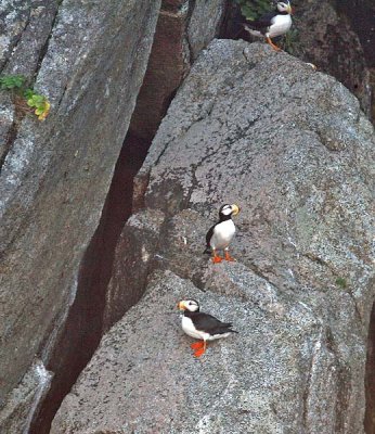 Puffins up in the rocks