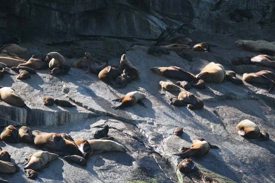 Seals our sunning them selves