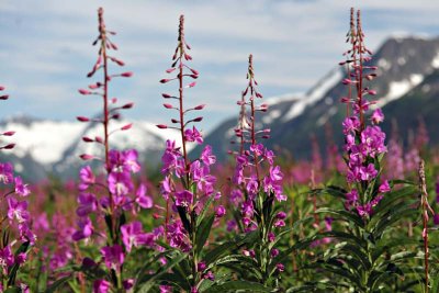Fireweed along the road back to Anchorage