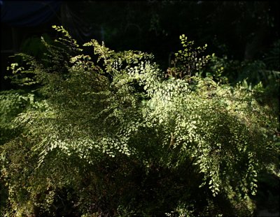  Adiantum Fern....picture was taken as the sun was coming up