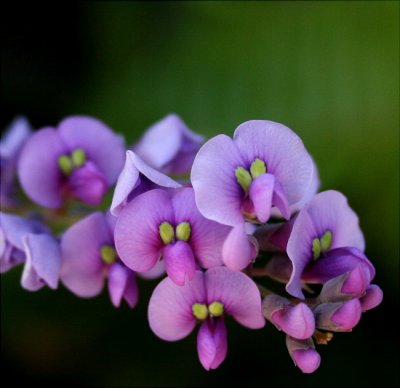 Hardenbergia violacea (Purple)
