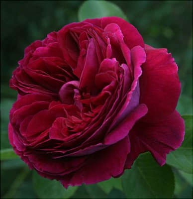 David Austin English Roses III