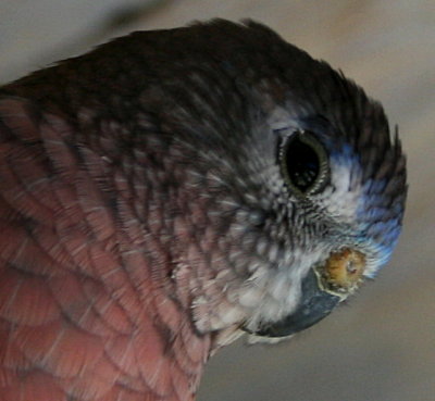  Bourke Parakeet
