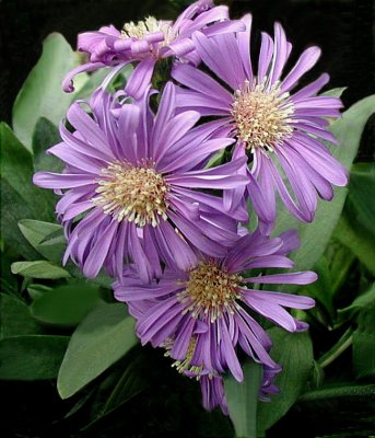 Aster 